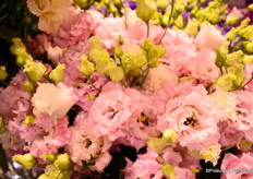 Celebrich Queen of Florensis